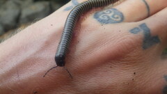 Myriapoda