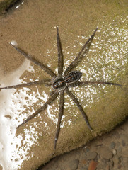 Dolomedes mizhoanus