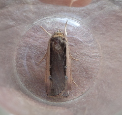 Ochropleura leucogaster