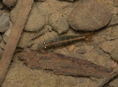 Caridina