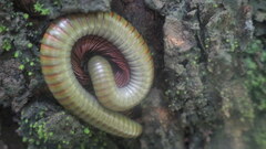 Myriapoda