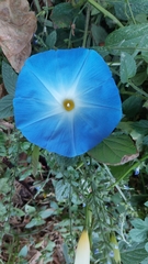 Ipomoea tricolor