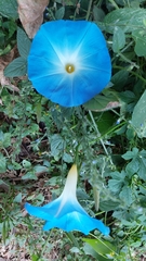 Ipomoea tricolor
