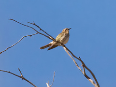 Chrysococcyx basalis