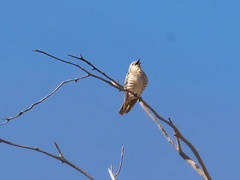 Chrysococcyx basalis