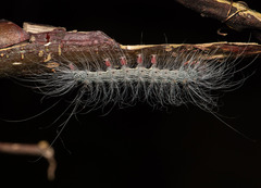 Chrysaeglia magnifica