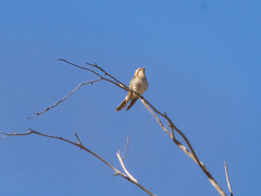 Chrysococcyx basalis