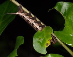 Hippotion velox
