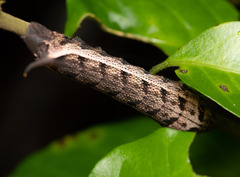Hippotion velox