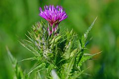 Carduus tenuiflorus