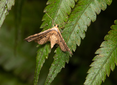 Thyrididae