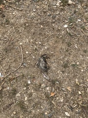 Didelphis aurita