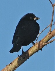 Molothrus rufoaxillaris