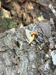 Gymnopilus