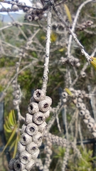 Melaleuca armillaris