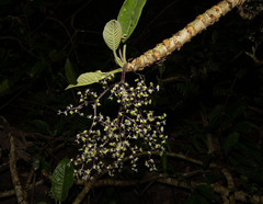 Dendrocnide meyeniana