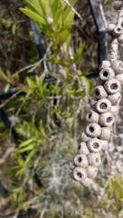 Melaleuca armillaris