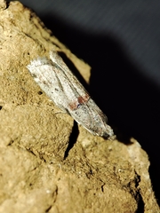 Acrobasis bithynella