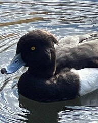 Aythya fuligula