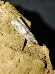 Acrobasis bithynella