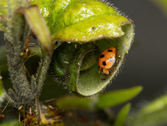 Coelophora inaequalis