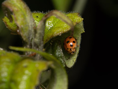 Coelophora inaequalis