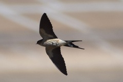 Cecropis cucullata