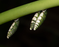 Phaedusini