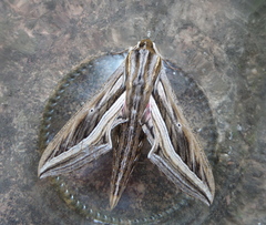 Hippotion celerio