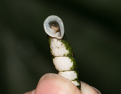 Phaedusini