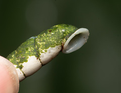 Phaedusini
