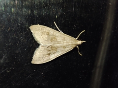 Mecyna asinalis