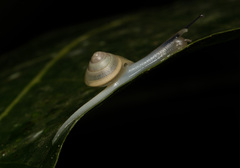 Satsuma