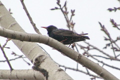 Sturnus vulgaris