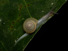 Satsuma