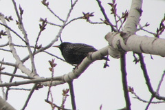 Sturnus vulgaris