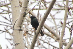Sturnus vulgaris