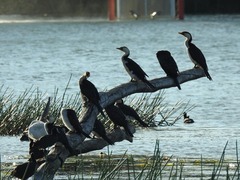 Microcarbo melanoleucos