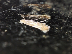 Phyllonorycter endryella