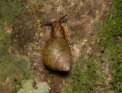Dolicheulota