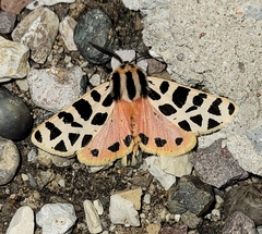 Apantesis incorrupta