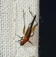 Homoeoxipha lycoides