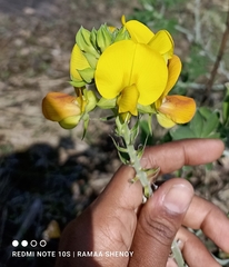 Crotalaria retusa