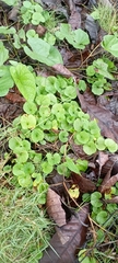 Arachis