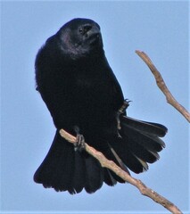 Molothrus rufoaxillaris