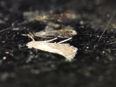 Phyllonorycter endryella