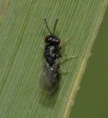 Eurytomidae