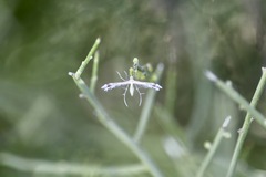 Stangeia xerodes