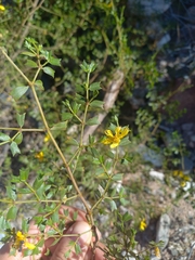 Larrea cuneifolia