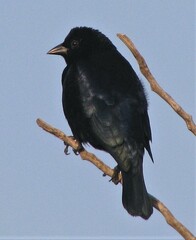Molothrus rufoaxillaris